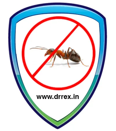 Ants Control Service in Ahmedabad
