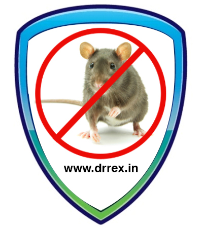 Rodent Control Services in Ahmedabad